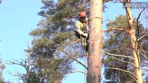 Арбористика. Элементы работы арбориста