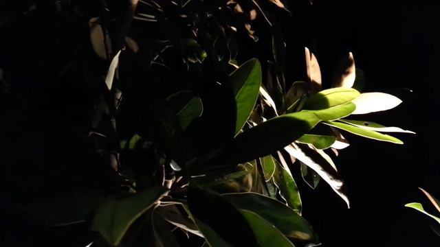 Magnolia grandiflora - southern magnolia - night vision HD 03 смотреть онлайн