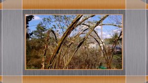 Павива Плетёная живая беседка из ивы.