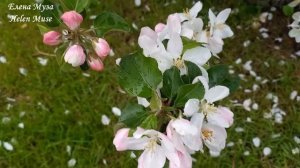 МОНОГАМИЯ БЛИЗНЕЦОВЫХ ПЛАМЁН (ПОЧЕМУ ВАЖНО ХРАНИТЬ ВЕРНОСТЬ СВОЕМУ БП) /Twin Flame Monogamy