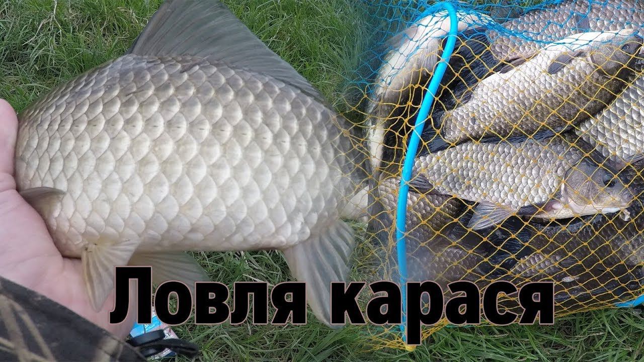 РЫБАЛКА ВЕСНОЙ | УСПЕВАЙ ТОЛЬКО ТАСКАТЬ | ЛОВЛЯ КРУПНОГО КАРАСЯ НА ДОНКУ И ПОПЛАВОК смотреть онлайн