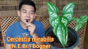 EP.25_กระหนกนฤมิต (กระหนกลายไทย ?) Cercestis mirabilis