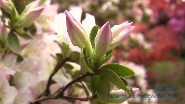 AZALEA / Tatebayashi Gunma Japan смотреть онлайн