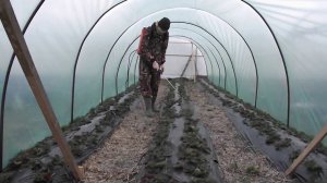 Обработка клубники от вредителей.