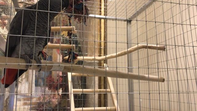 Говорящий попугай жако ✅ ПОПУГАЙ ЖАКО ПРОСИТ СПАТЬ И ПОСТАВИТЬ ЛАЙК :) смотреть онлайн