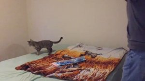 1 Boy 2 Kitten