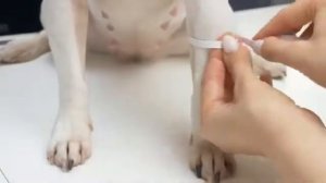 BUY или DIY Шьем дождевик комбинезон для собаки за копейки