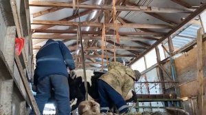 Предродовое залеживание у коровы.