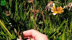 African Daisy -  are a pretty daisy-like flower with unusual colored petals