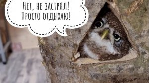 Сова-испытатель. Сыч Лучик тестирует новые домики для сов