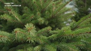 ОБОЖАЮ ТУИ и ПЕТУНИИ! Марина Патрина “Зацветёт” раскрыла секрет садовода