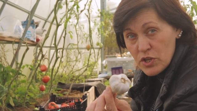 А вы знали эти факты о чесноке? Готовим чеснок к посадке под зиму. смотреть онлайн