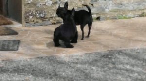 les chiots Scottish Terrier du 14.02.18