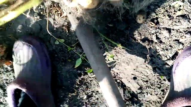 Урожай Белой КАРТОШКИ Посаженной Возле Опоры ОГУРЦОВ Моё Мнение о КАРТОФЕЛЕ!!! 17 августа 2021 смотреть онлайн