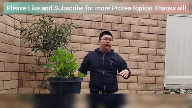 Proteas from Cuttings! How to get successful results! Roots almost every time! смотреть онлайн