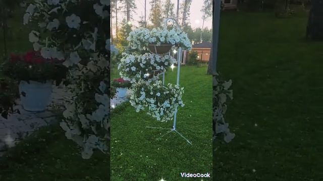 Петуниевое дерево от А до Я