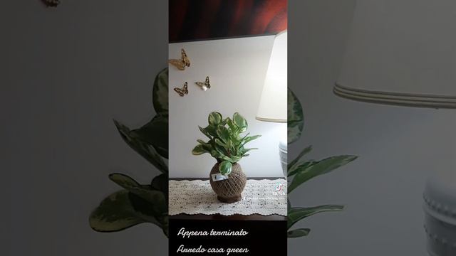 kokedama peperomia completo d'arredo perfetto