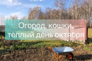 Выходные в деревне. Огород, кошки, теплый день октября