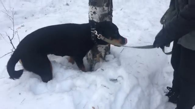 Ротвейлер! раскопки! спасение! смотреть онлайн