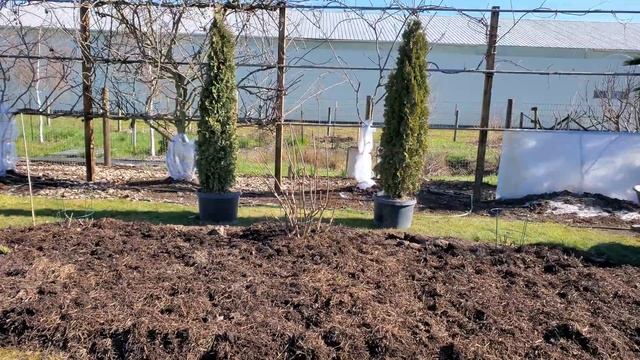 Метельчатые гортензии. Хотим пересадить, когда лучше это сделать? смотреть онлайн