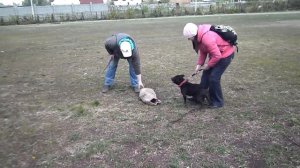 Стаффордширский бультерьер дрессировка ЗКС