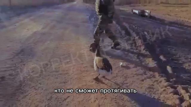 Наши бойцы приютили местного гуся ?