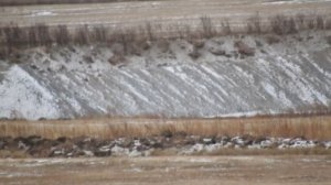 CZ 527 MTR 6.5 grendel, 721 метр, 123 Scenar,