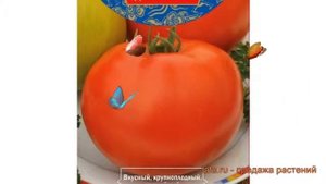 Томат обыкновенный Сунгари F1 (sungari f1) ? Сунгари F1 обзор: как сажать, семена томата Сунгари F1