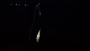 Рыбалка в ливадии 4й пляж. Что ловится? Сколько поймали? #блогВладивосток