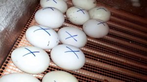 Совместная инкубация утиного и перепелиного яйца.Пробная инкубация.