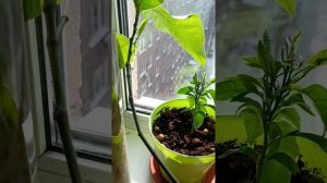 Выращивание джекфрута дома, экзотических растений