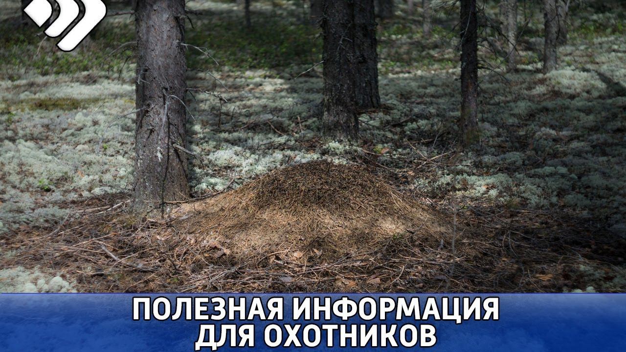 Получить пропуск в чернамский заповедник. Пропуск в заказник белый. Пропуск в заказник белый Сыктывкар. Взять пропуск в заповедник белый. Пропуск в Чернамский заповедник Сыктывкар.