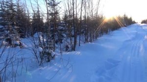 Путик по рыси | Каннибализм зимнего леса | 2021