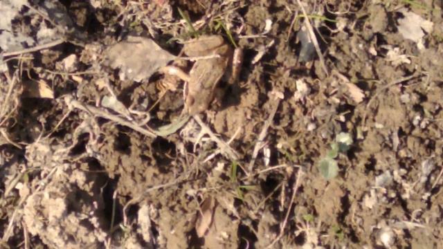 Весенние зарисовки. Опрыскивание сада 11 апреля 19г смотреть онлайн