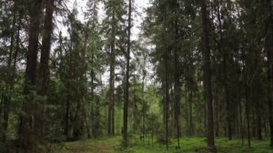 Керженский заповедник
