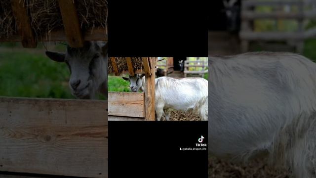 Посетили Зоопарк Станьково. Очень понравилось. Все животные живут в идеальных условиях. Поеду ещё)