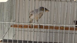 Ястребиная славка (Sylvia nisoria) голос / песня