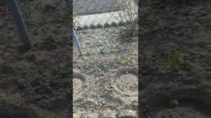 Дачи в Германии/ Красивые участки в Германии/ ландшафтный дизайн своими руками