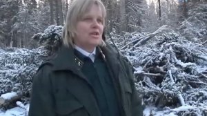 Незаконная вырубка леса