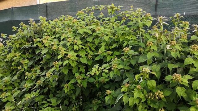 Малина Куберленд, садовый сезон 2019, наличие саженцев смотреть онлайн