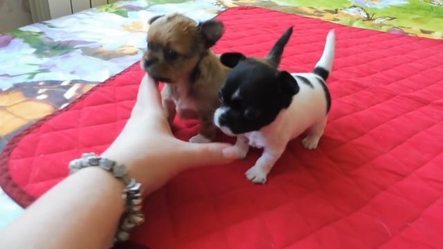 ЩЕНКАМ ЧИХУА ОТ СУПЕР МИНИ ПАПЫ - 1 МЕСЯЦ #ПРОДАТЬЧИХУАКУПИТЬЩЕНКА( ПИТОМНИК "МАРИ МИСТИК" ) смотреть онлайн