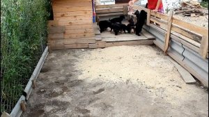 Щенки немецкой овчарки