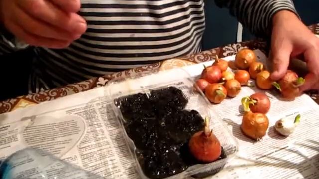 Зеленый лук. Мини огород на подоконнике. Витамины зимой смотреть онлайн