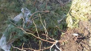 🌹🤗Раскрываем розы весной🌹06.04.🌿#розы #раскрываемрозы