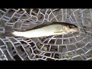 #203 Речка | Хариус, Елец, окунь на микро колебалки | DUO TETRA WORKS REACT 55 | Часть 2|