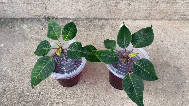 The most effective way to propagate poinsettias that few people know смотреть онлайн