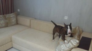 МиниБуль Лелик