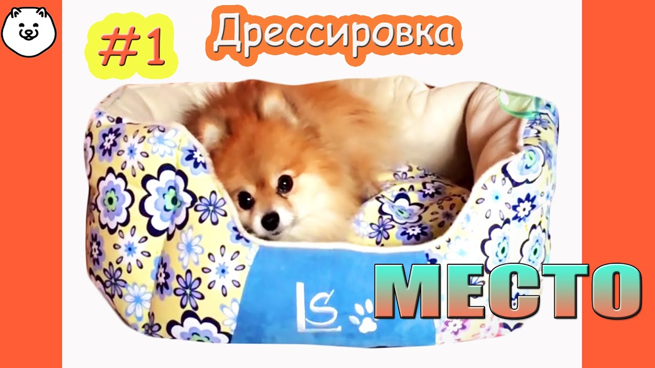 КАК НАУЧИТЬ СОБАКУ ИДТИ НА СВОЕ МЕСТО ✔️ДРЕССИРОВКА. смотреть онлайн