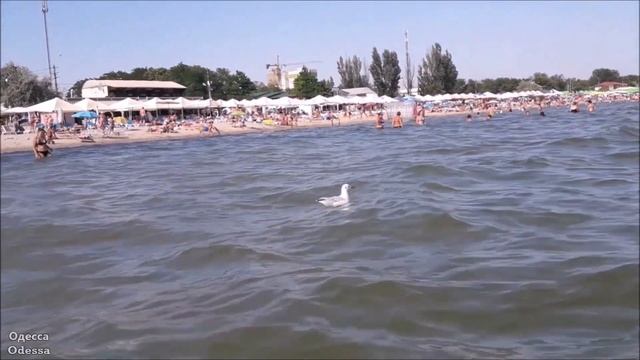Чайки и море. Август 2020 / Seagulls and the sea. August 2020 смотреть онлайн