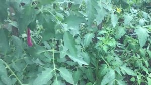 О веревочках для подвязки томатов.